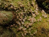 Baeomyces heteromorphus image