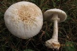 Amanita abrupta image