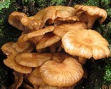 Desarmillaria tabescens image