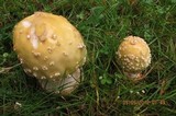 Amanita velatipes image