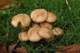 Pholiota angustipes image