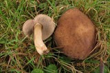 Tylopilus sordidus image