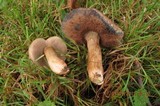 Tylopilus sordidus image