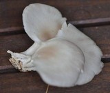 Pleurotus pulmonarius image
