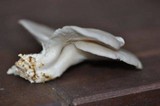 Pleurotus pulmonarius image
