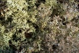 Cladina arbuscula image