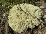 Cladina arbuscula image