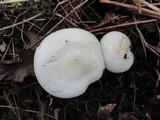 Hygrophorus eburneus image