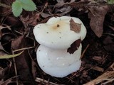 Hygrophorus eburneus image