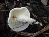 Hygrophorus eburneus image
