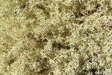 Cladina arbuscula image