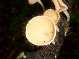 Cookeina tricholoma image