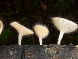 Cookeina tricholoma image