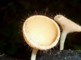 Cookeina tricholoma image