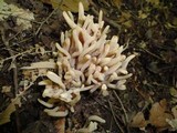 Clavaria fumosa image