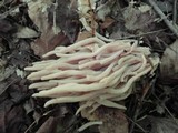 Clavaria fumosa image