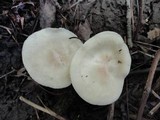 Hygrocybe angustifolia image