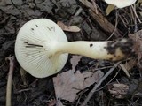 Hygrocybe angustifolia image