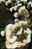 Cerrena unicolor image