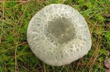 Russula parvovirescens image