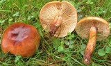 Tricholoma transmutans image
