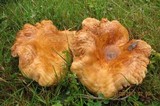 Lactarius psammicola image
