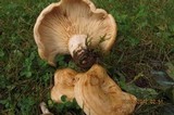 Lactarius psammicola f. glaber image