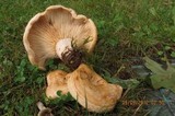 Lactarius psammicola image