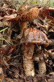 Cortinarius collinitus image