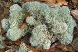 Cladina evansii image