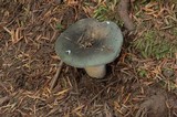 Russula aeruginea image