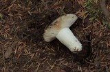 Russula aeruginea image