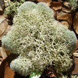 Cladina evansii image