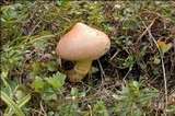 Chroogomphus rutilus image