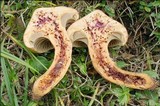 Chroogomphus rutilus image