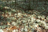 Cladina evansii image