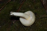 Hygrophorus chrysodon image