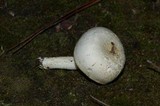 Hygrophorus chrysodon image