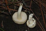 Hygrophorus chrysodon image
