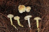 Rhodocollybia maculata image