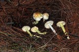 Rhodocollybia maculata image