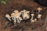 Rhodocollybia maculata image