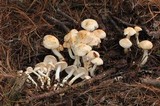 Rhodocollybia maculata image