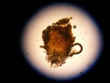 Peltigera didactyla image