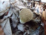 Lycoperdon echinatum image