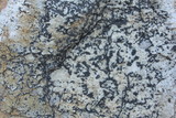 Lecidea laboriosa image