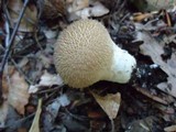 Lycoperdon echinatum image