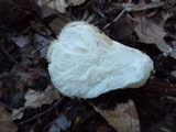 Lycoperdon echinatum image