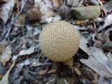 Lycoperdon echinatum image
