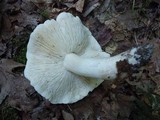 Tricholoma subresplendens image